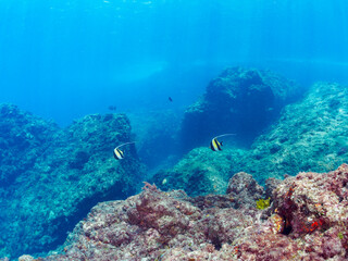 美しいツノダシ（ツノダシ科）他。

日本国静岡県伊豆半島賀茂郡南伊豆町中木から渡し船で渡るヒリゾ浜-2024年7月

Beautiful Moorish Idol (Zanclus cornutus) and others. 
