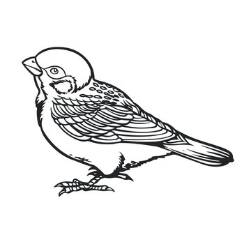 recommend clip art: Sparrow drawing with line art style. Bird vector illustration