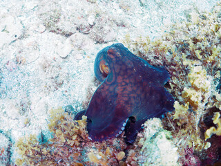 岩の間に隠れる大きな美しいワモンダコ（マダコ科）。

日本国静岡県伊豆半島賀茂郡南伊豆町中木から渡し船で渡るヒリゾ浜-2024年7月

A big beautiful Big Blue Octopus (Octopus cyanea) hiding among the rocks.
