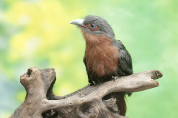 A young chestnut-breasted malkoha hunts for small insects on a rotting tree trunk. This beautifully colored bird has the scientific name Phaenicophaeus curvirostris.