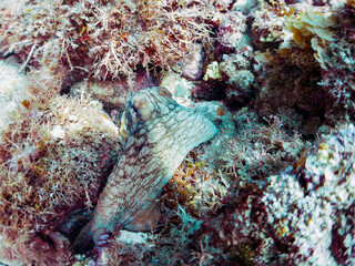 岩の間に隠れる大きな美しいワモンダコ（マダコ科）。

日本国静岡県伊豆半島賀茂郡南伊豆町中木から渡し船で渡るヒリゾ浜-2024年7月

A big beautiful Big Blue Octopus (Octopus cyanea) hiding among the rocks.
