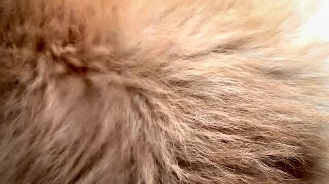 close up of dog fur blowing by wind