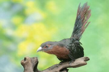 A young chestnut-breasted malkoha hunts for small insects on a rotting tree trunk. This beautifully colored bird has the scientific name Phaenicophaeus curvirostris.