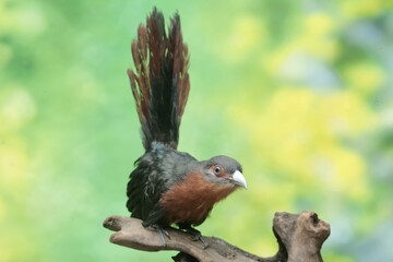 A young chestnut-breasted malkoha hunts for small insects on a rotting tree trunk. This beautifully colored bird has the scientific name Phaenicophaeus curvirostris.