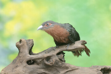 A young chestnut-breasted malkoha hunts for small insects on a rotting tree trunk. This beautifully colored bird has the scientific name Phaenicophaeus curvirostris.