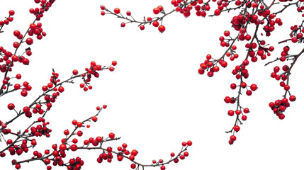 Branches of red berries on transparent background 
