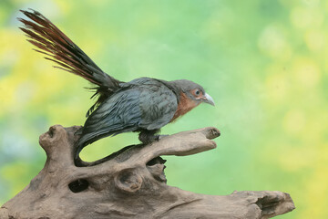 A young chestnut-breasted malkoha hunts for small insects on a rotting tree trunk. This beautifully...