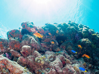 キンギョハナダイ（ハナダイ亜科）、ソラスズメダイ（スズメダイ科）他の群れ。

日本国静岡県伊豆半島賀茂郡南伊豆町中木から渡し船で渡るヒリゾ浜-2024年7月

A schools of Sea Goldie (Pseudanthias squamipinnis), Heavenly Damselfish (Pomacentrus coelestis), and others.
