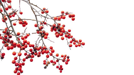 Fototapeta premium Branches of red berries on transparent background 