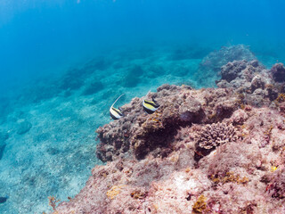 美しいツノダシ（ツノダシ科）他。

日本国静岡県伊豆半島賀茂郡南伊豆町中木から渡し船で渡るヒリゾ浜-2024年7月

Beautiful Moorish Idol (Zanclus cornutus) and others. 
