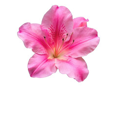 Obraz premium Azalea flower isolated on transparent background