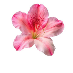 Naklejka premium Azalea flower isolated on transparent background