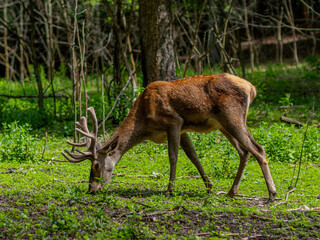 deer in the forest