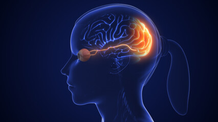 The optic nerve and its visual connection with the brain