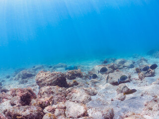 大きく美しいヒブダイ（ブダイ科）他の群れ。

日本国静岡県伊豆半島賀茂郡南伊豆町中木から渡し船で渡るヒリゾ浜-2024年7月

A school of large, beautiful BlueBlue-barred parrotfish (Scarus ghobban) and others.

