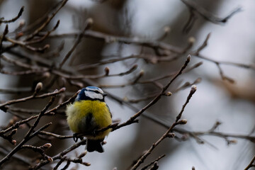 Naklejka premium yellow wagtail on a branch