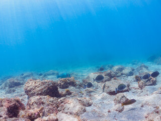 大きく美しいヒブダイ（ブダイ科）他の群れ。

日本国静岡県伊豆半島賀茂郡南伊豆町中木から渡し船で渡るヒリゾ浜-2024年7月

A school of large, beautiful BlueBlue-barred parrotfish (Scarus ghobban) and others.
