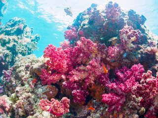 ウミトサカ（ソフトコーラル）他が生えるドロップオフのキンギョハナダイ（ハナダイ亜科）ソラスズメダイ（スズメダイ科）他群れ
静岡県伊豆半島賀茂郡南伊豆町中木から渡し船で渡るヒリゾ浜-2024年6月
Sea Goldie (Pseudanthias squamipinnis)
Heavenly Damselfish (Pomacentrus coelestis)
Alcyonacea
