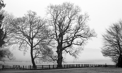 trees in the fog