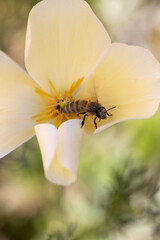 bee on a flower