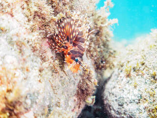 広げた羽根が美しいキリンミノ（フサカサゴ科）の幼魚。

日本国静岡県伊豆半島賀茂郡南伊豆町中木から渡し船で渡るヒリゾ浜-2024年7月

The Beautiful Zebra turkeyfish (Dendrochirus zebra) juvenile and others. 
