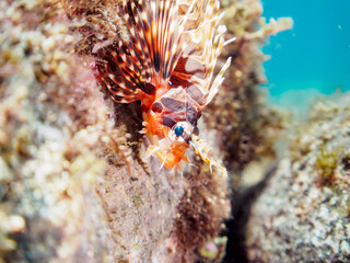 広げた羽根が美しいキリンミノ（フサカサゴ科）の幼魚。

日本国静岡県伊豆半島賀茂郡南伊豆町中木から渡し船で渡るヒリゾ浜-2024年7月

The Beautiful Zebra turkeyfish (Dendrochirus zebra) juvenile and others. 
