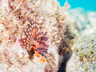 広げた羽根が美しいキリンミノ（フサカサゴ科）の幼魚。

日本国静岡県伊豆半島賀茂郡南伊豆町中木から渡し船で渡るヒリゾ浜-2024年7月

The Beautiful Zebra turkeyfish (Dendrochirus zebra) juvenile and others. 
