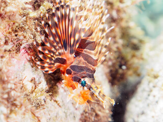 広げた羽根が美しいキリンミノ（フサカサゴ科）の幼魚。

日本国静岡県伊豆半島賀茂郡南伊豆町中木から渡し船で渡るヒリゾ浜-2024年7月

The Beautiful Zebra turkeyfish (Dendrochirus zebra) juvenile and others. 

