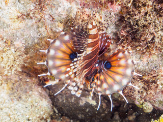 広げた羽根が美しいキリンミノ（フサカサゴ科）の幼魚。

日本国静岡県伊豆半島賀茂郡南伊豆町中木から渡し船で渡るヒリゾ浜-2024年7月

The Beautiful Zebra turkeyfish (Dendrochirus zebra) juvenile and others. 
