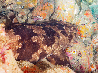 大きな美しいオオセ（オオセ科）。
水中洞窟にいる。

日本国静岡県伊豆半島賀茂郡南伊豆町中木から渡し船で渡るヒリゾ浜-2024年7月

The large and beautiful Japanese wobbegong shark (Orectolobus japonicus Regan).
