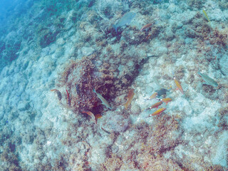 大きな美しいオオセ（オオセ科）。

日本国静岡県伊豆半島賀茂郡南伊豆町中木から渡し船で渡るヒリゾ浜-2024年7月

The large and beautiful Japanese wobbegong shark (Orectolobus japonicus Regan).
