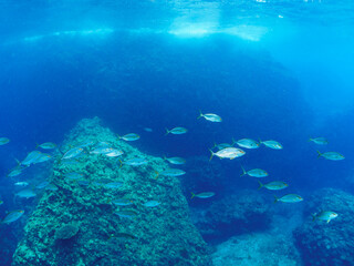 キビナゴの大群を襲う迫力あるカンパチ（アジ科）の群れ。

日本国静岡県伊豆半島賀茂郡南伊豆町中木から渡し船で渡るヒリゾ浜-2024年7月

Greater Amberjack (Seriola dumerili) Rainbow Runner (Elagatis bipinnulata) Silver-Stripe Round Herrings (Spratelloides gracilis).
