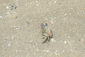 crab on the sand