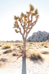 joshua tree national park