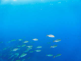 キビナゴの大群を襲う迫力あるカンパチ（アジ科）の群れ。

日本国静岡県伊豆半島賀茂郡南伊豆町中木から渡し船で渡るヒリゾ浜-2024年7月

Greater Amberjack (Seriola dumerili) Rainbow Runner (Elagatis bipinnulata) Silver-Stripe Round Herrings (Spratelloides gracilis).
