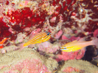 美しいキンセンイシモチ（テンジクダイ科）他の幼魚の群れ。
オスが口に卵をくわえて孵化するまで守っている。

日本国静岡県伊豆半島賀茂郡南伊豆町中木から渡し船で渡るヒリゾ浜-2024年7月

A school of beautiful juvenile Southern orange-lined cardinal fish (Ostorhinchus properuptus) and other 