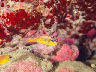 美しいキンセンイシモチ（テンジクダイ科）他の幼魚の群れ。
オスが口に卵をくわえて孵化するまで守っている。

日本国静岡県伊豆半島賀茂郡南伊豆町中木から渡し船で渡るヒリゾ浜-2024年7月

A school of beautiful juvenile Southern orange-lined cardinal fish (Ostorhinchus properuptus) and other 