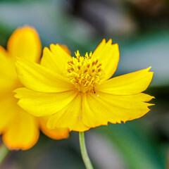 flower yellow close up bright
