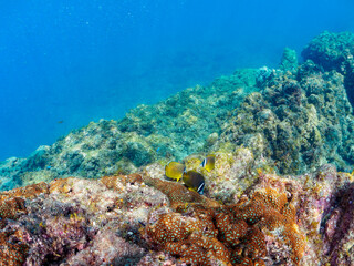 美しいチョウチョウウオ（チョウチョウウオ科）他。

日本国静岡県伊豆半島賀茂郡南伊豆町中木から渡し船で渡るヒリゾ浜-2024年7月

Beautiful Oriental ButterflyFish (Chaetodon aurites) and others.
