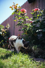 cat in garden exploring flowers