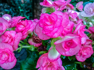 pink roses in a garden