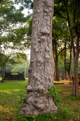 old big tree  in the park 