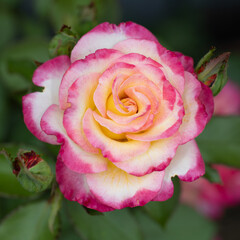 pink rose with drops