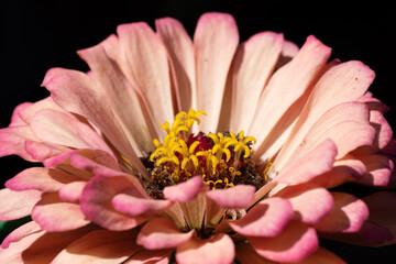 close up of a pink flower