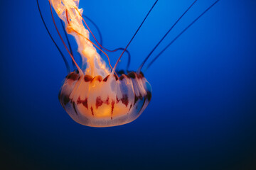 jelly fish in aquarium