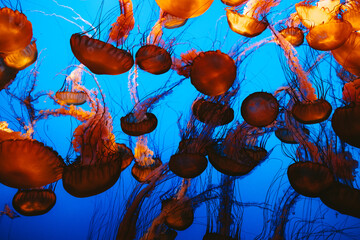jellyfish in aquarium