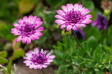 flower in the garden