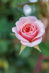 pink rose in garden