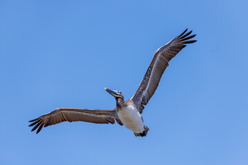 pelican in flight
