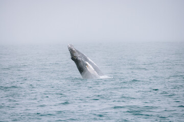 Whale breaching ocean